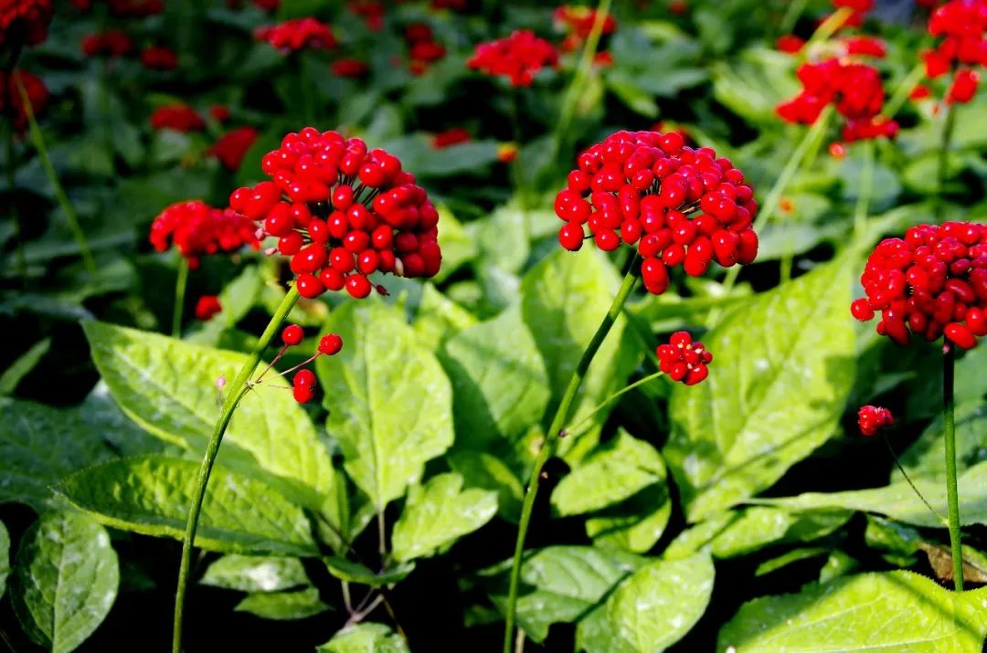 五一白山市自驾游的地方,五一白山出发2日游