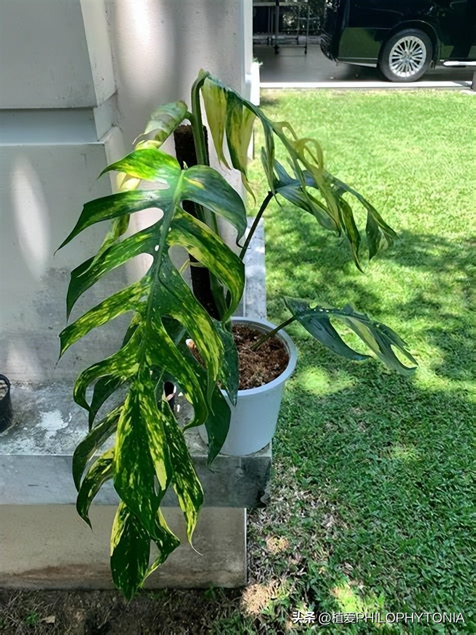 麒麟尾的猫咪是什么样的品种,麒麟尾花卉品种