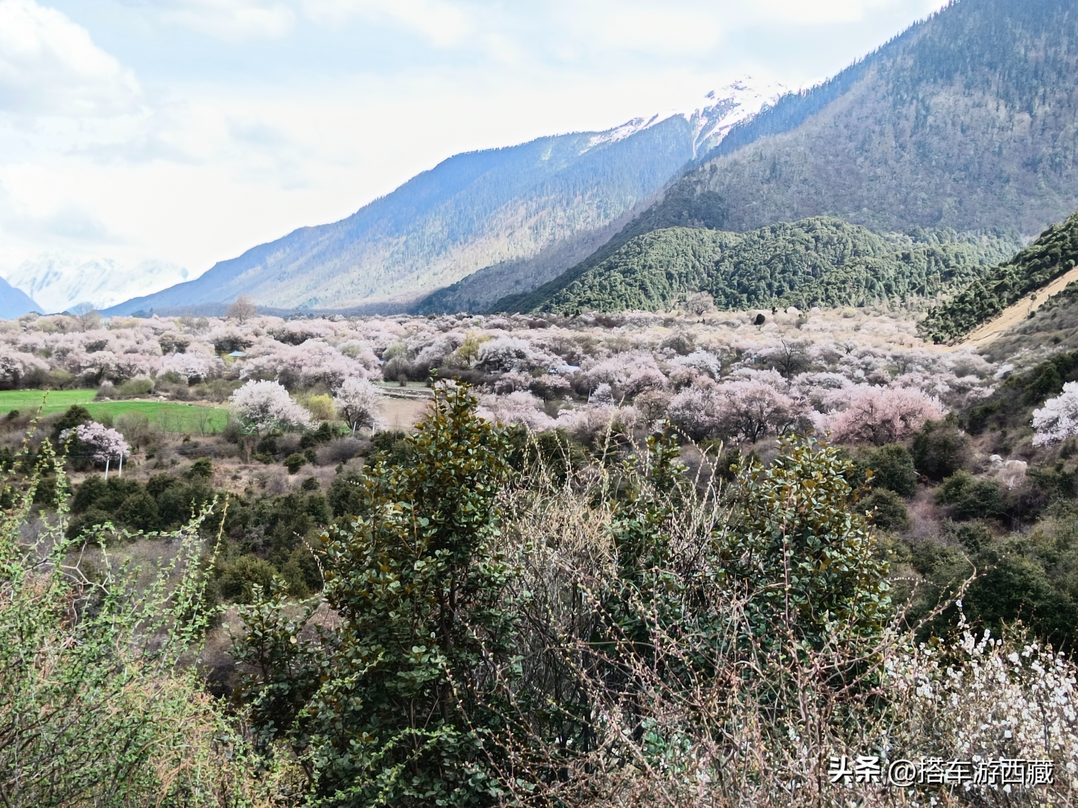 世界顶级桃花谷,最美桃花谷在哪里