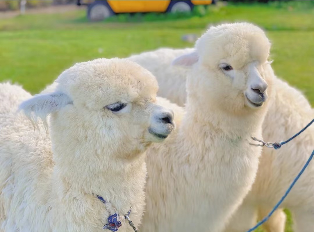 神兽羊驼生活,神兽羊驼介绍