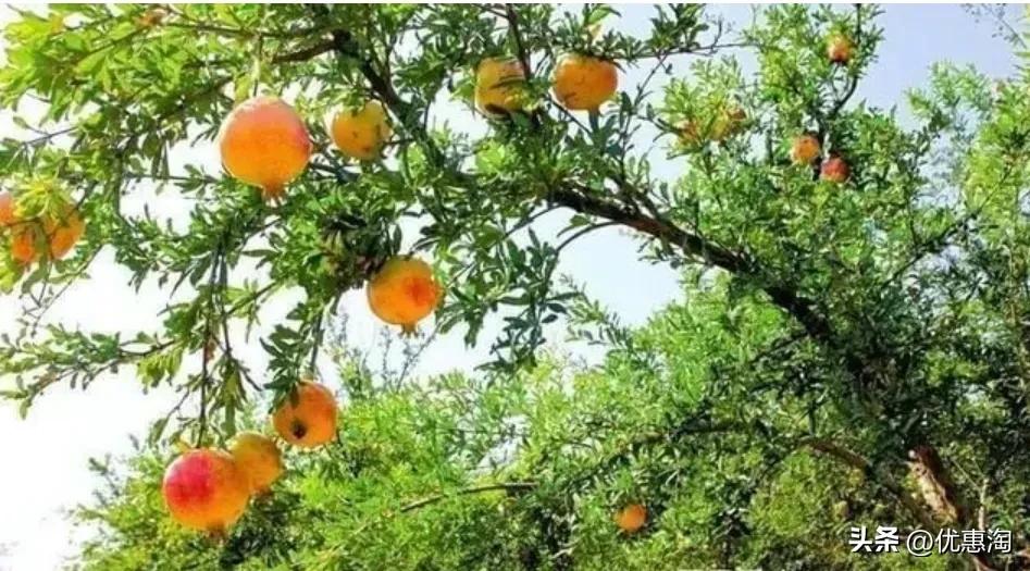 盆栽石榴树怎么制作造型,盆栽石榴S型造型