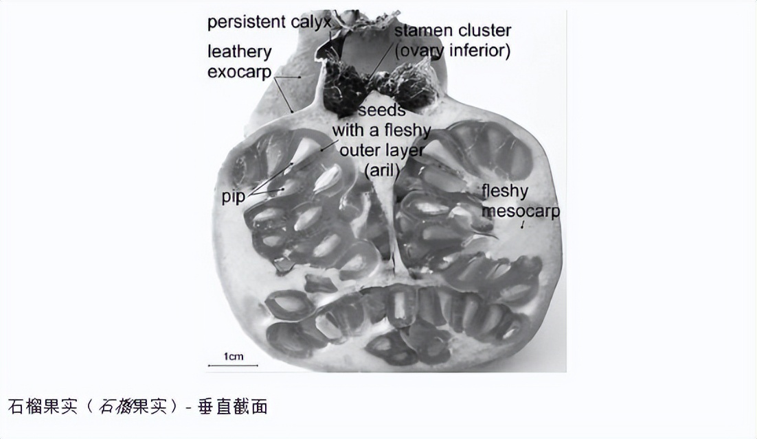 石榴酵素要发酵多久,石榴酵素成功后的样子