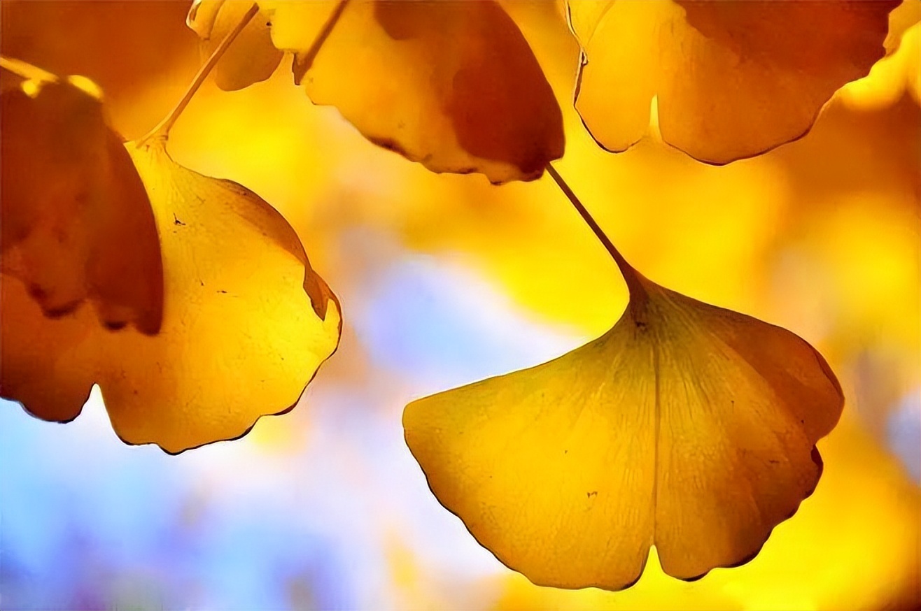 给钱就卖的苗,给钱就卖园艺