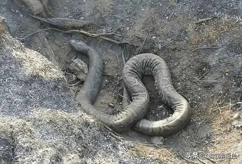 福建一工地挖出“冬眠”蟒蛇,一工地挖出“冬眠”蟒蛇