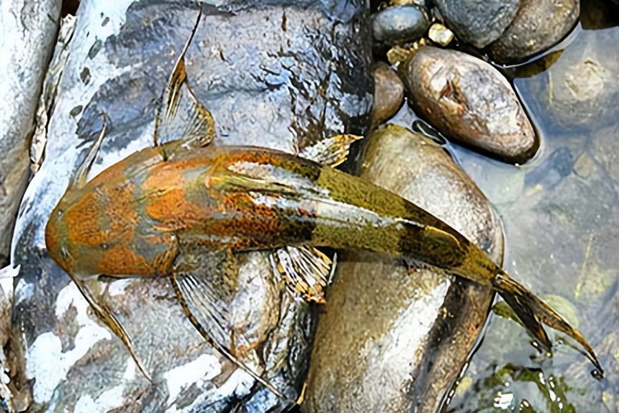 在印度是吃人水怪,在云南就是道菜!快要消失的面瓜鱼有多好吃?