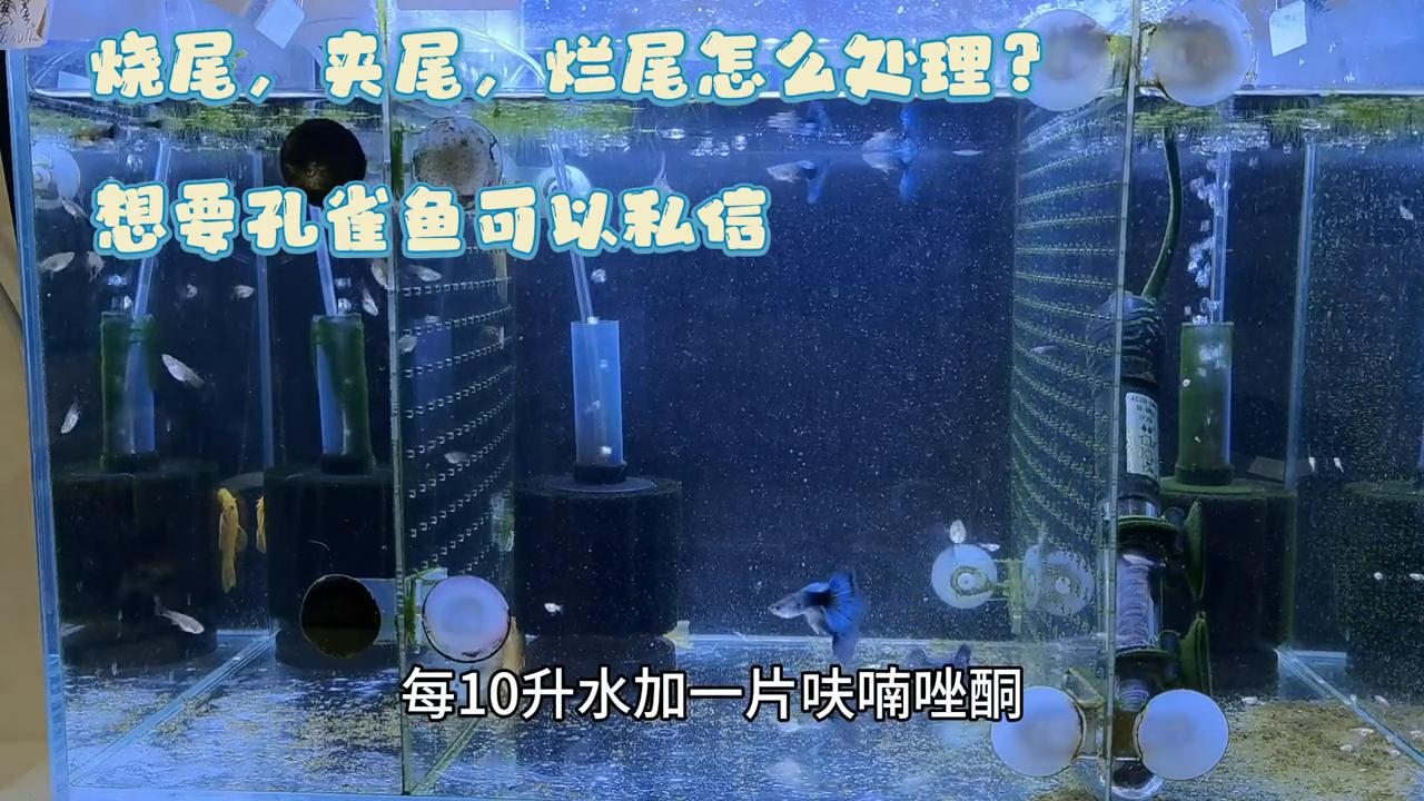 孔雀鱼烂尾怎么治效果好呢,孔雀鱼烧尾烂尾怎么给鱼缸消毒