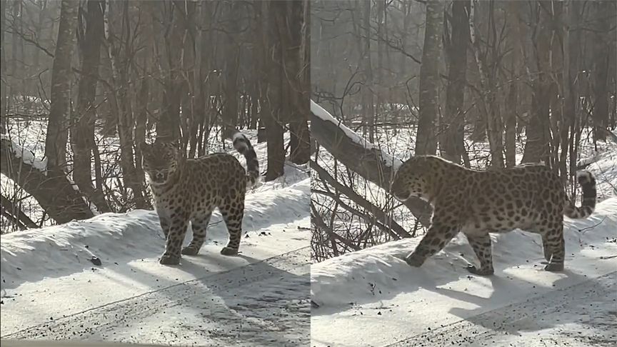 男子开车偶遇东北虎男子喊小老虎,路人驾车偶遇两只东北豹