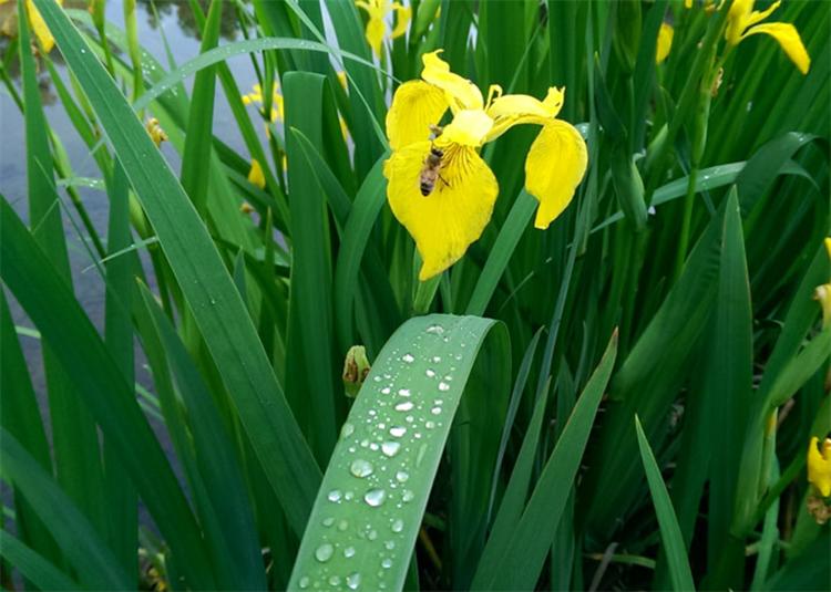 七夕节，不止用玫瑰“我爱你”，还有10种国产花卉，代表不俗的爱