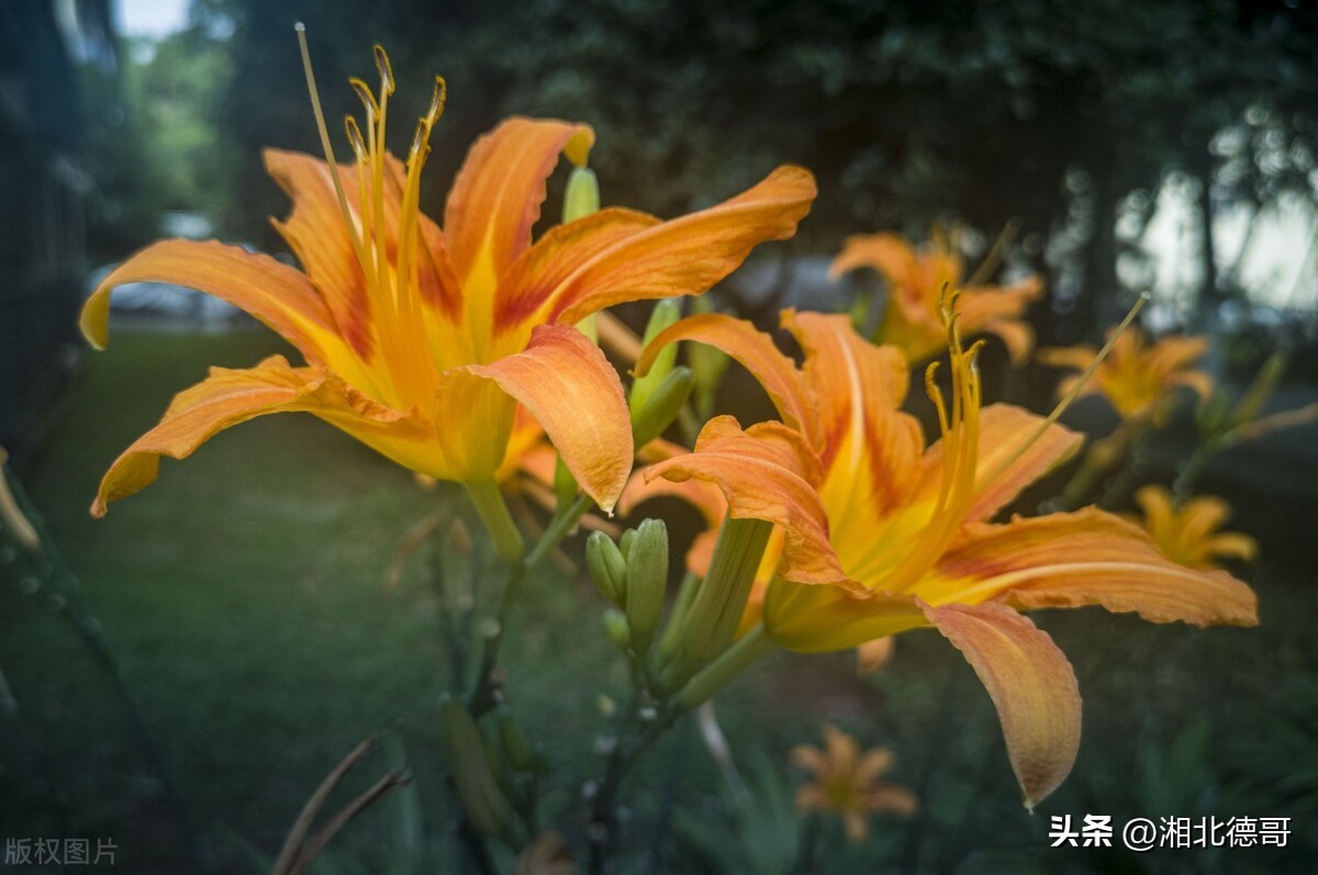 德智体美劳“五育并举”——我校开展劳动教育课程活动