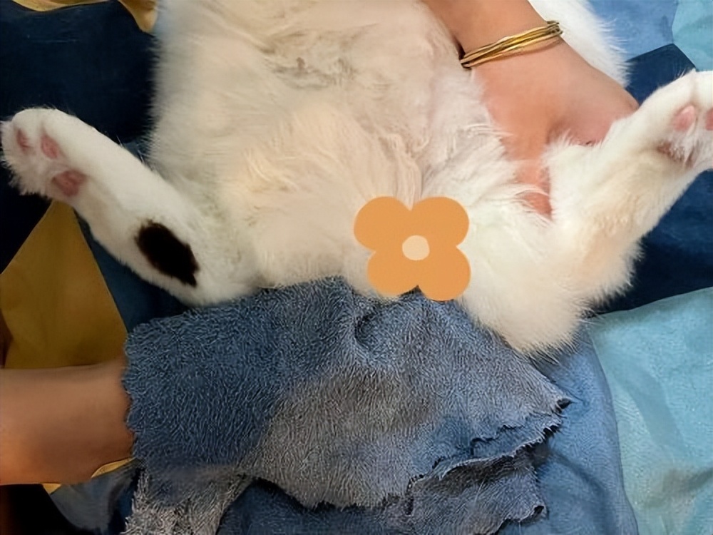 猫大便粘在毛上怎么解决,猫拉屎粘在地上怎么清理