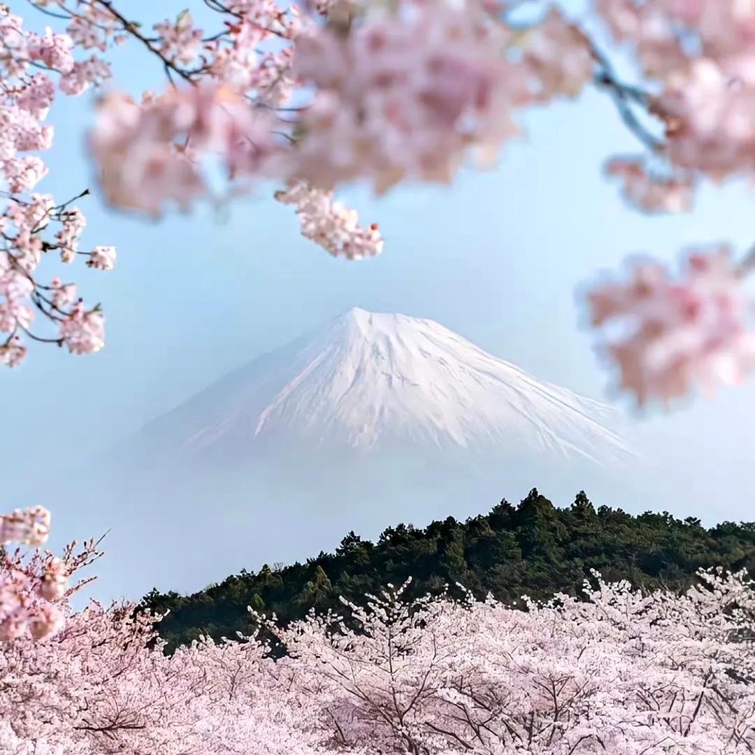 清新花朵朋友圈背景图,清新唯美干净背景图片