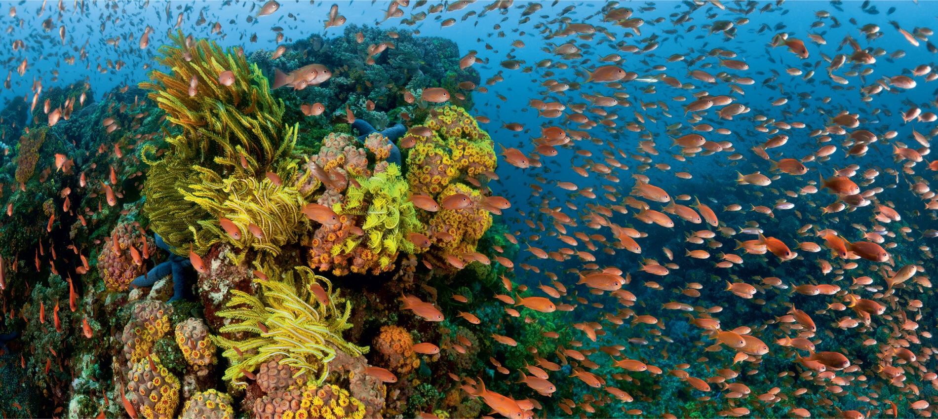 周黑鸭加盟的惨痛教训,周黑鸭单品利润分析