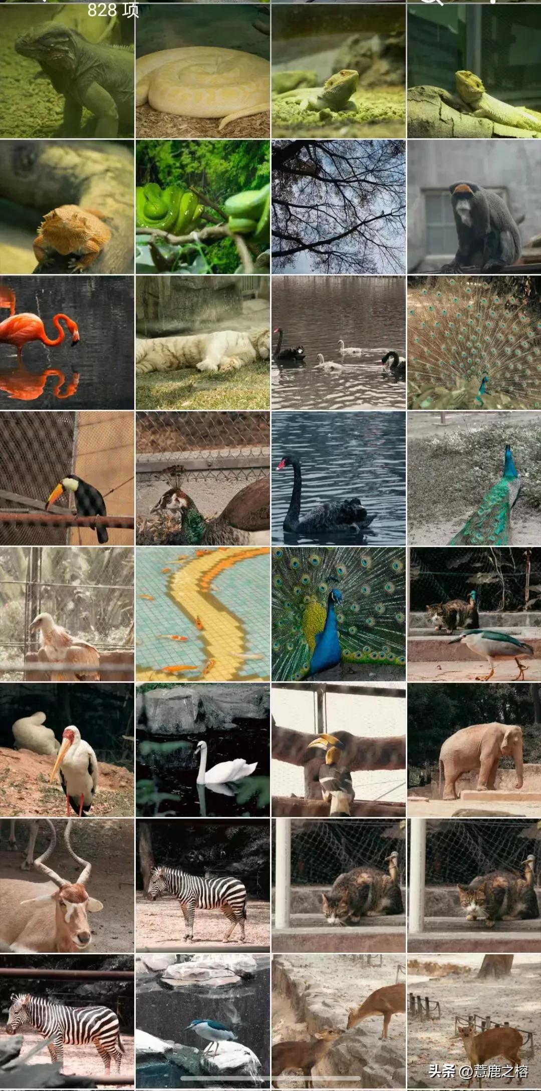 广州动物园附近有什么旅游景点,广州动物园在广州什么区