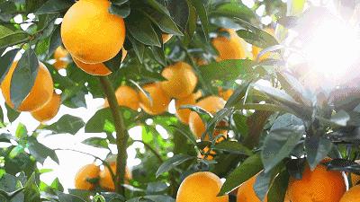 陷入沙糖桔循环，过年炫到停不下来