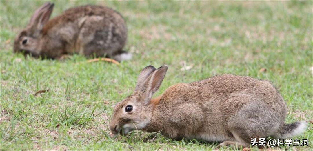 澳洲的野兔泛滥成灾的主要原因,澳洲野兔泛滥的时候究竟有多可怕