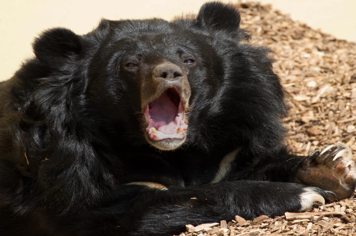 熊出没鸡西,黑龙江鸡西野生动物出没