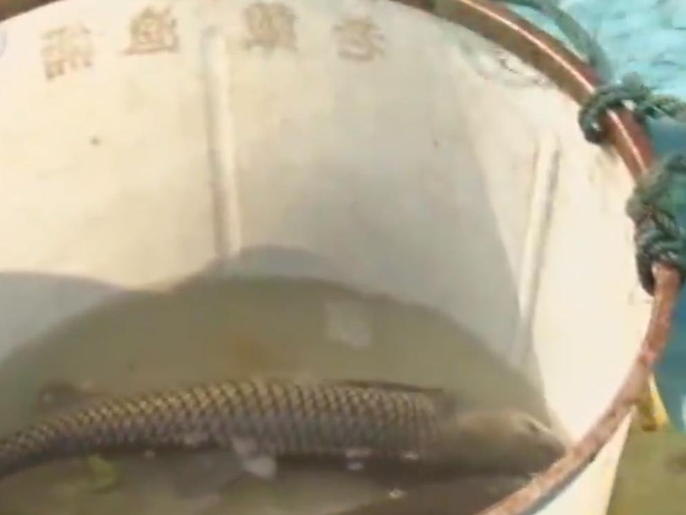 致富经浙江靠卖鱼皮年挣百万,致富经靠卖鱼皮发家致富