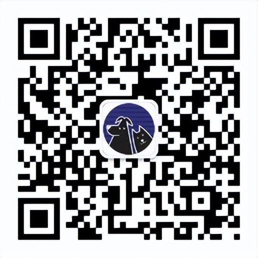 养超可爱的龙猫宝宝,适合新手养的宠物龙猫