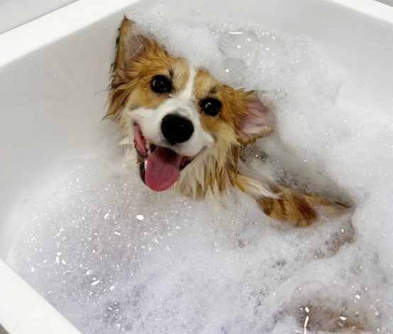 狗狗毛发粗糙用什么洗护,狗狗的毛发不顺最简单的方法