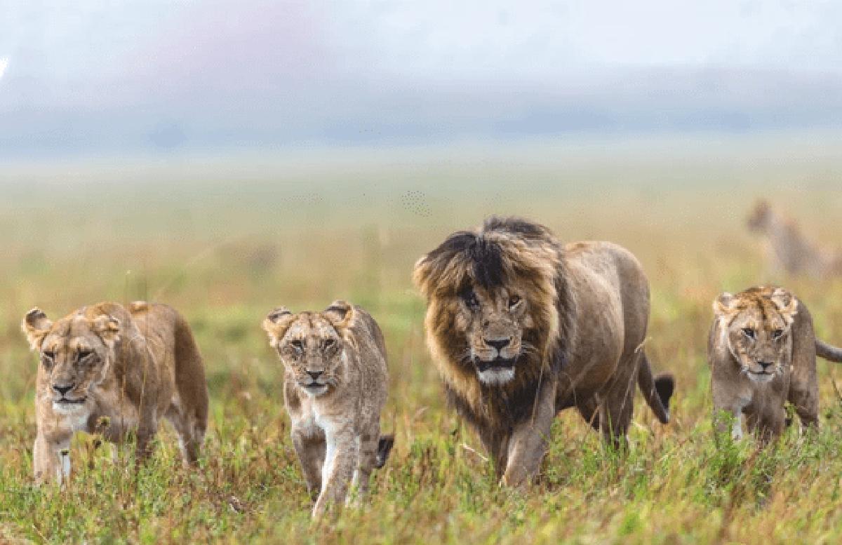 狮王刀疤被谁击败,狮王刀疤狮群称王达9年