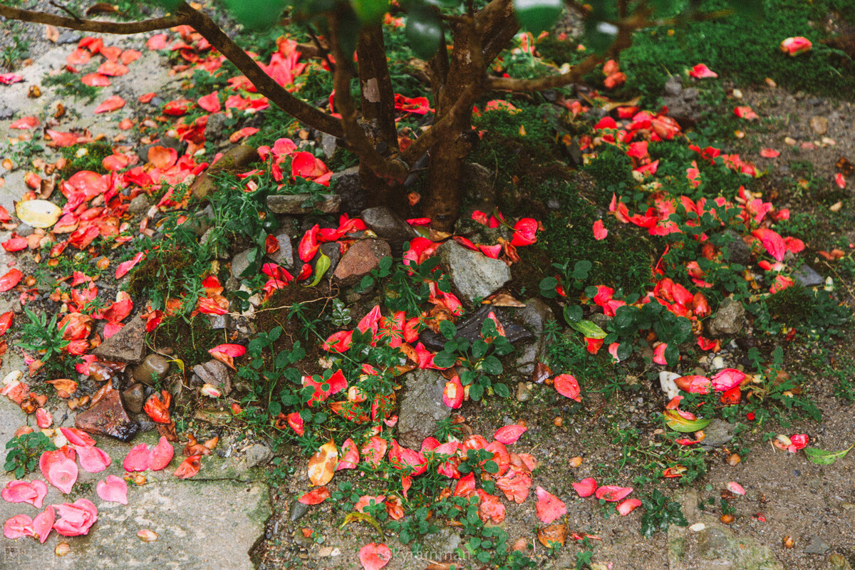 唐诗中有禅意的诗句,禅意七绝108首诗