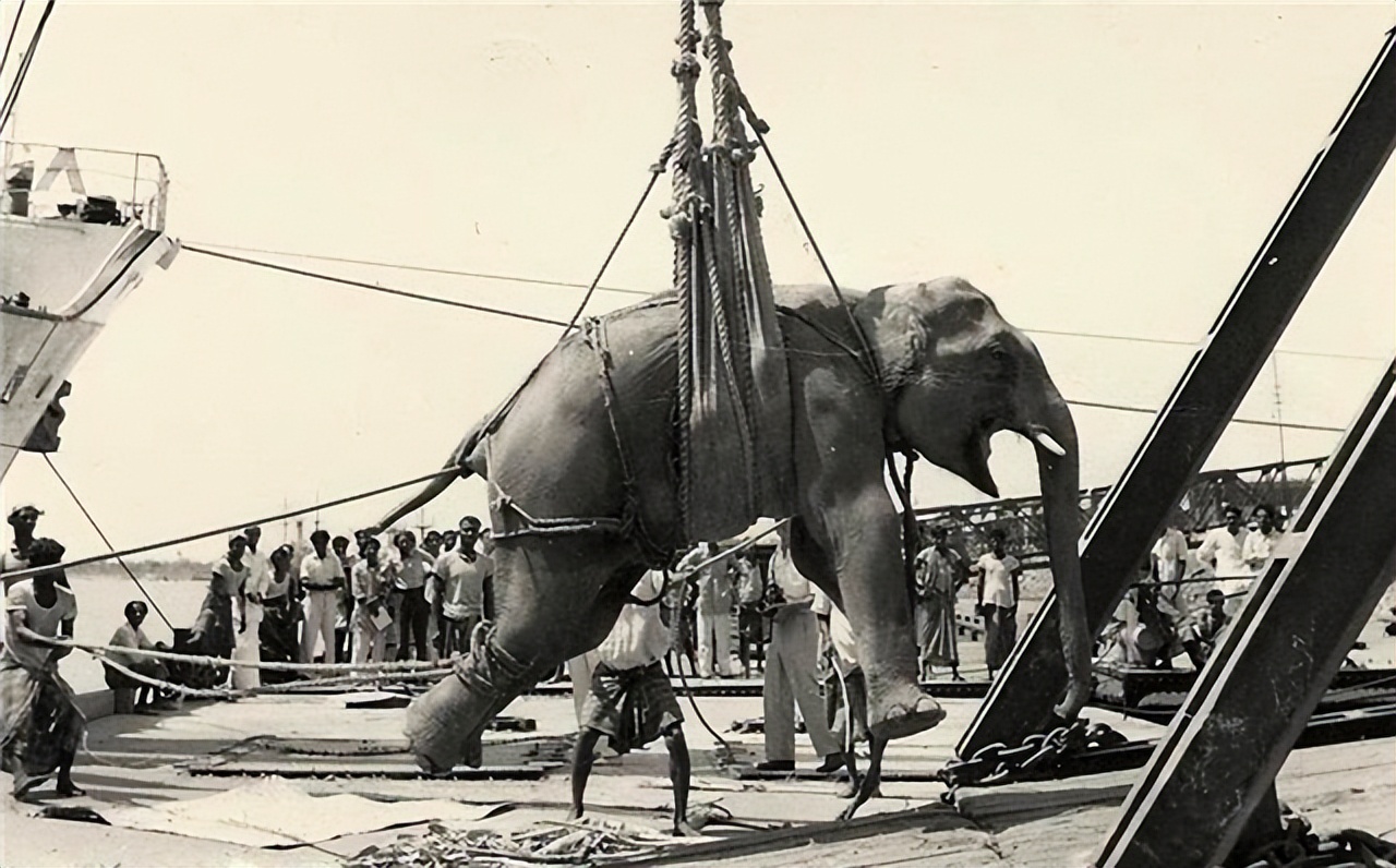 世界唯一被执行死刑的大象,被判死刑的大象