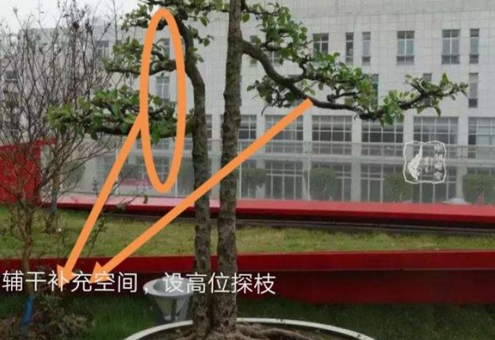 双杆盆景取舍图片,双杆盆景距离远怎么造型