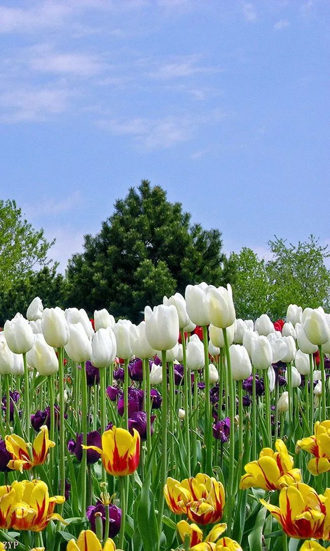 太美了100张人间美照,太美了最美中国红