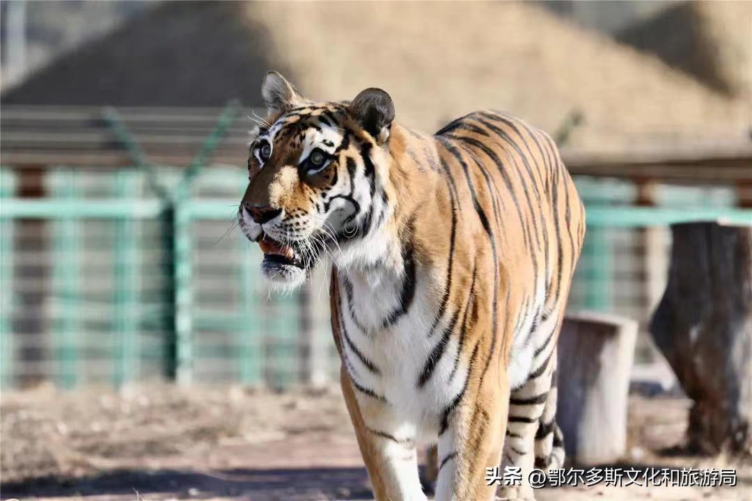鄂尔多斯野生动物园和海洋馆门票,鄂尔多斯野生动物园海洋馆