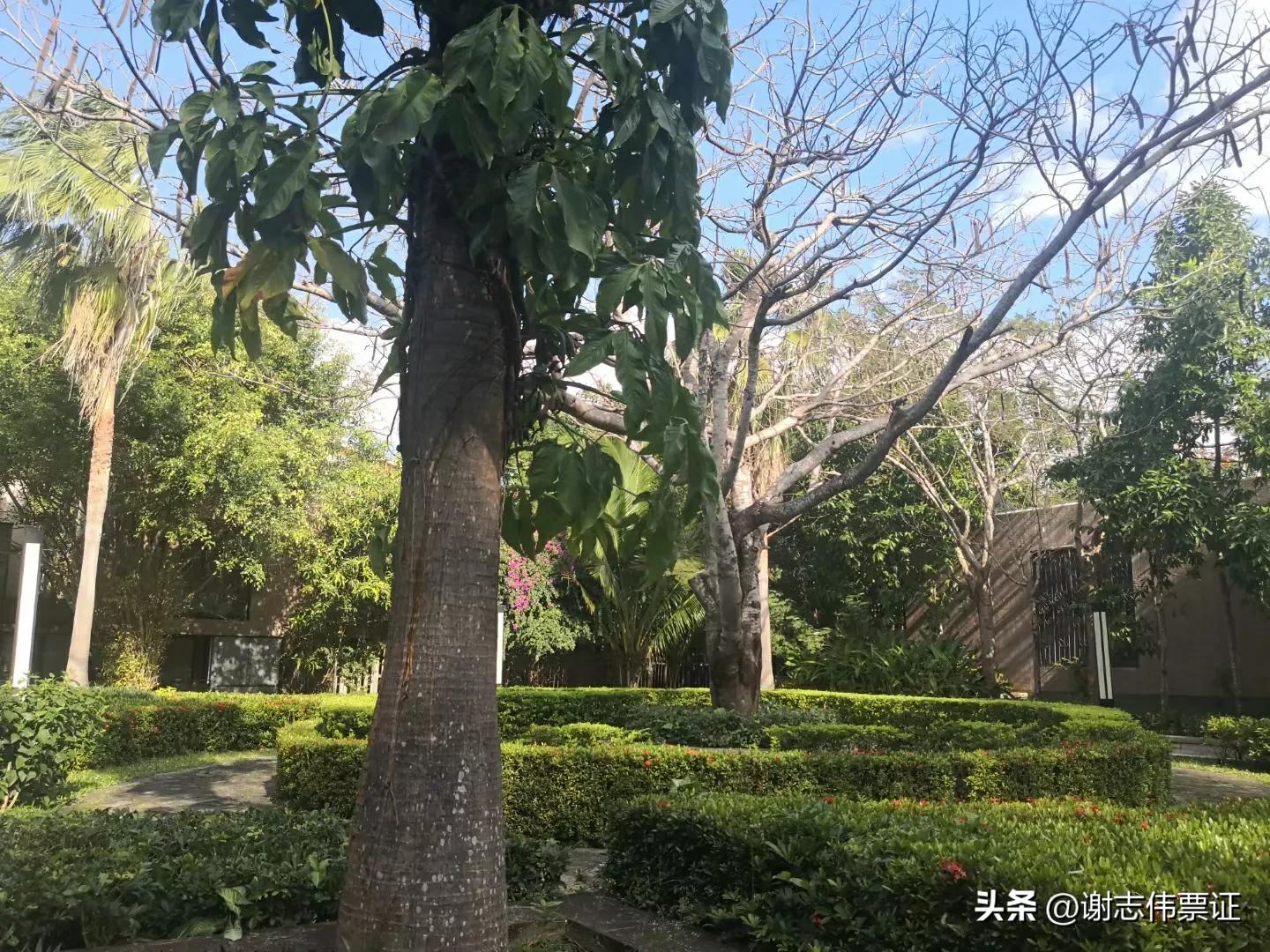 海南风情（050）彩色转盘新颖别致