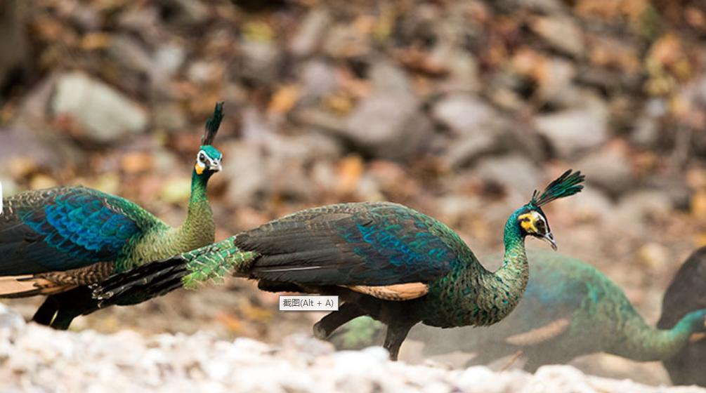 保护百鸟之王绿孔雀,中国的百鸟之王绿孔雀