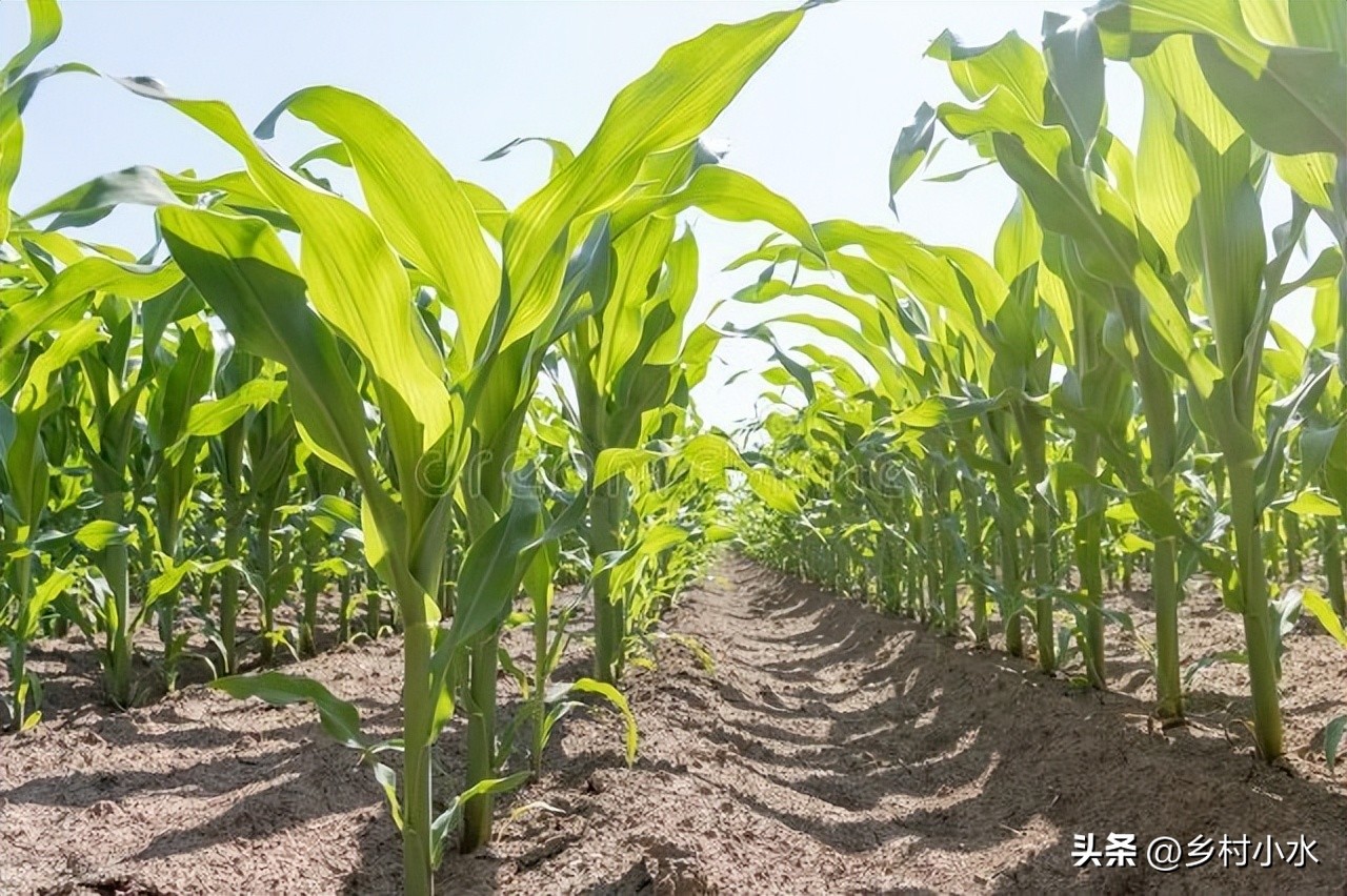 玉米出现紫苗的原因,玉米苗刚出苗发紫色是怎么回事