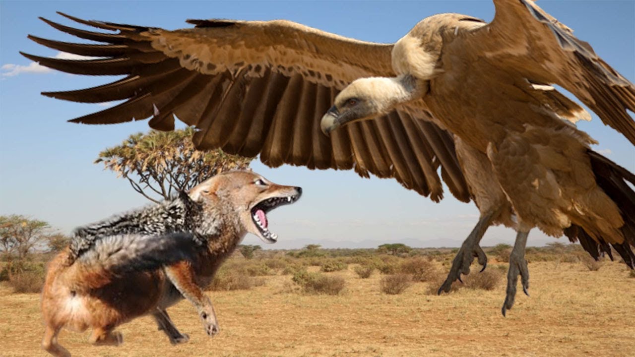 平头哥对战所有凶猛的动物,动物界激烈厮杀场面鬣狗抱头就啃