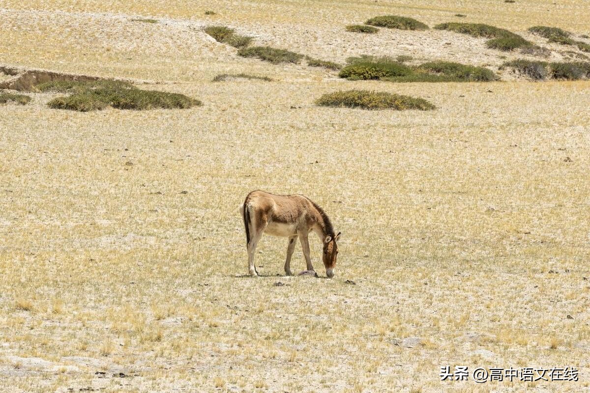 2024一轮复习丨《罗刹海市》填空训练（附译文赏析歌词作文命题）