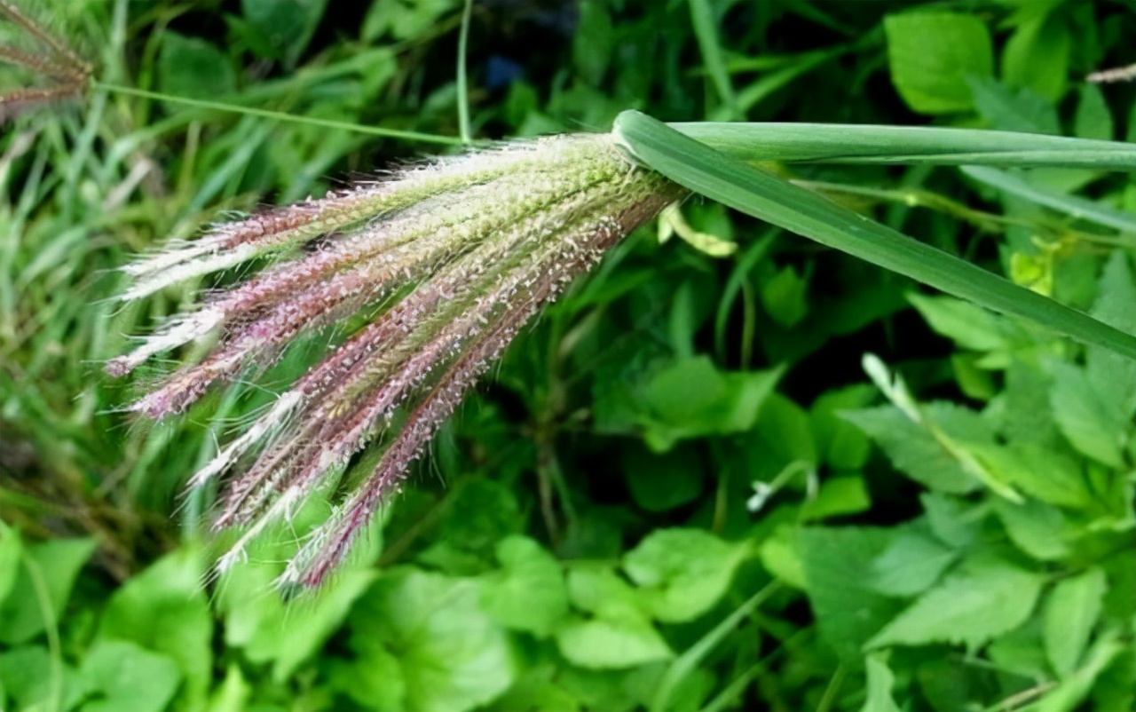 哪些东西对脚气有用,脚气的天敌是什么