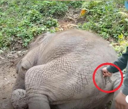 野象谷：给大象拴铁链子，好比人类遛狗的时候拴狗绳