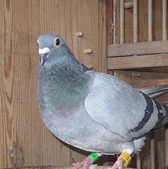 种鸽开家的正确步骤,死棚种鸽怎样开家