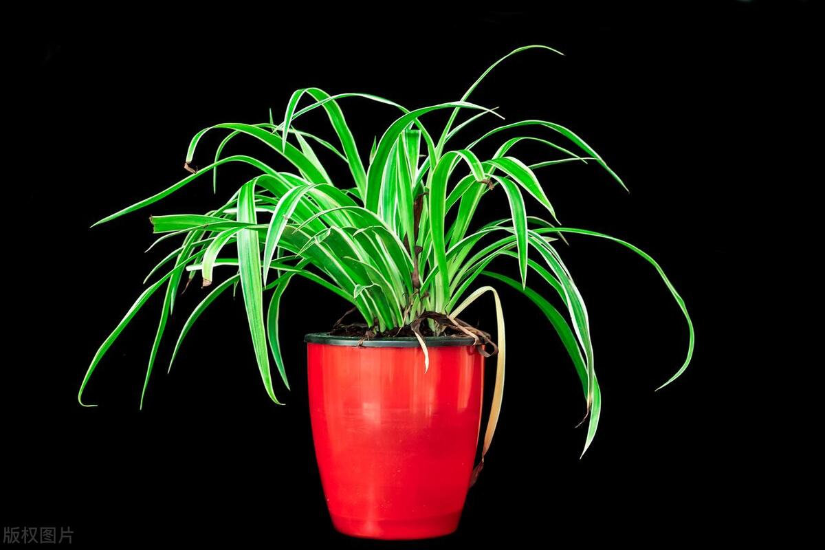 金边吊兰长出藤花剑有用吗,金边吊兰的茎为什么有再生能力