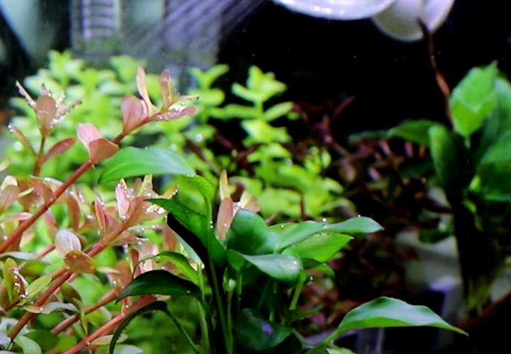 为什么水草养着养着就烂了,水草为啥养黄了