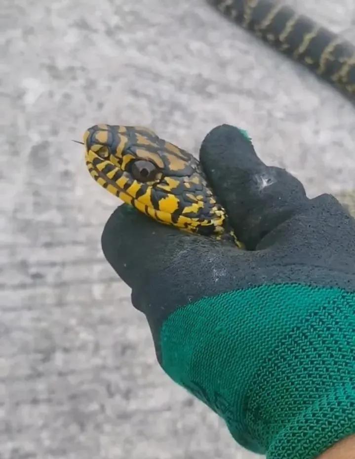 大王蛇属于小型蛇还是大型蛇,大王蛇为什么各种蛇都怕