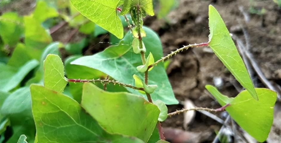 “蛇灭门”到底有多神奇？揭秘老人口中的杀蛇神器！