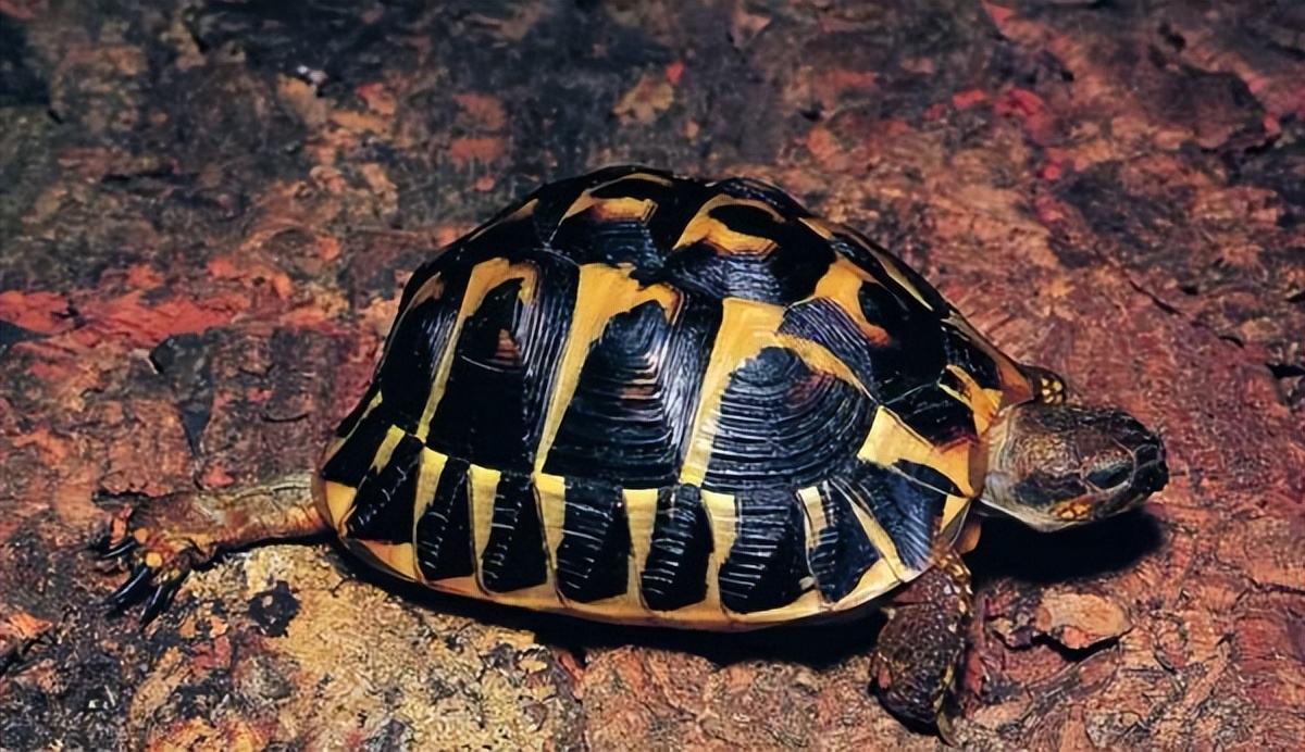 朋友送的宠物龟养着犯法吗,买宠物龟被判