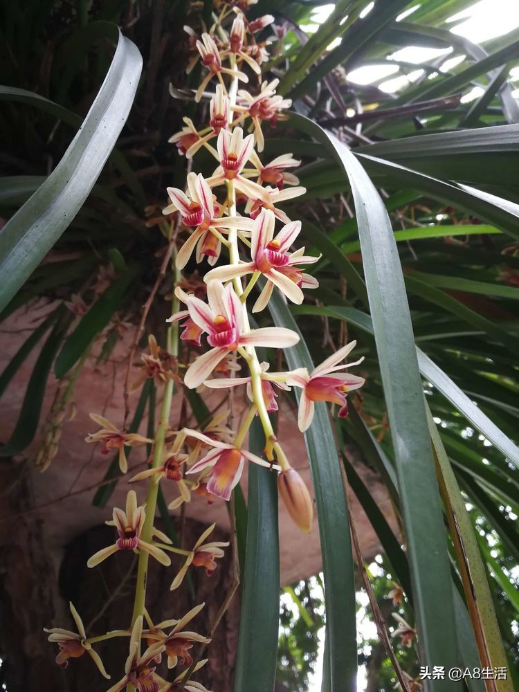 带你认识中华兰花纹瓣兰,顶级纹瓣兰图片