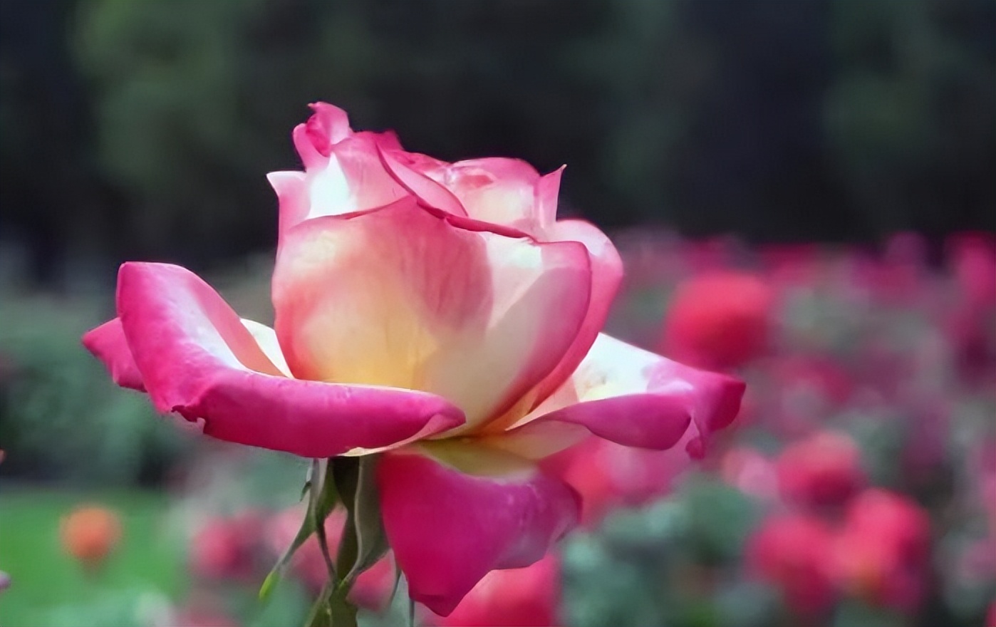 男女之间的纯洁友谊是懂得不越界,男女之间纯洁的友谊越界了怎么办
