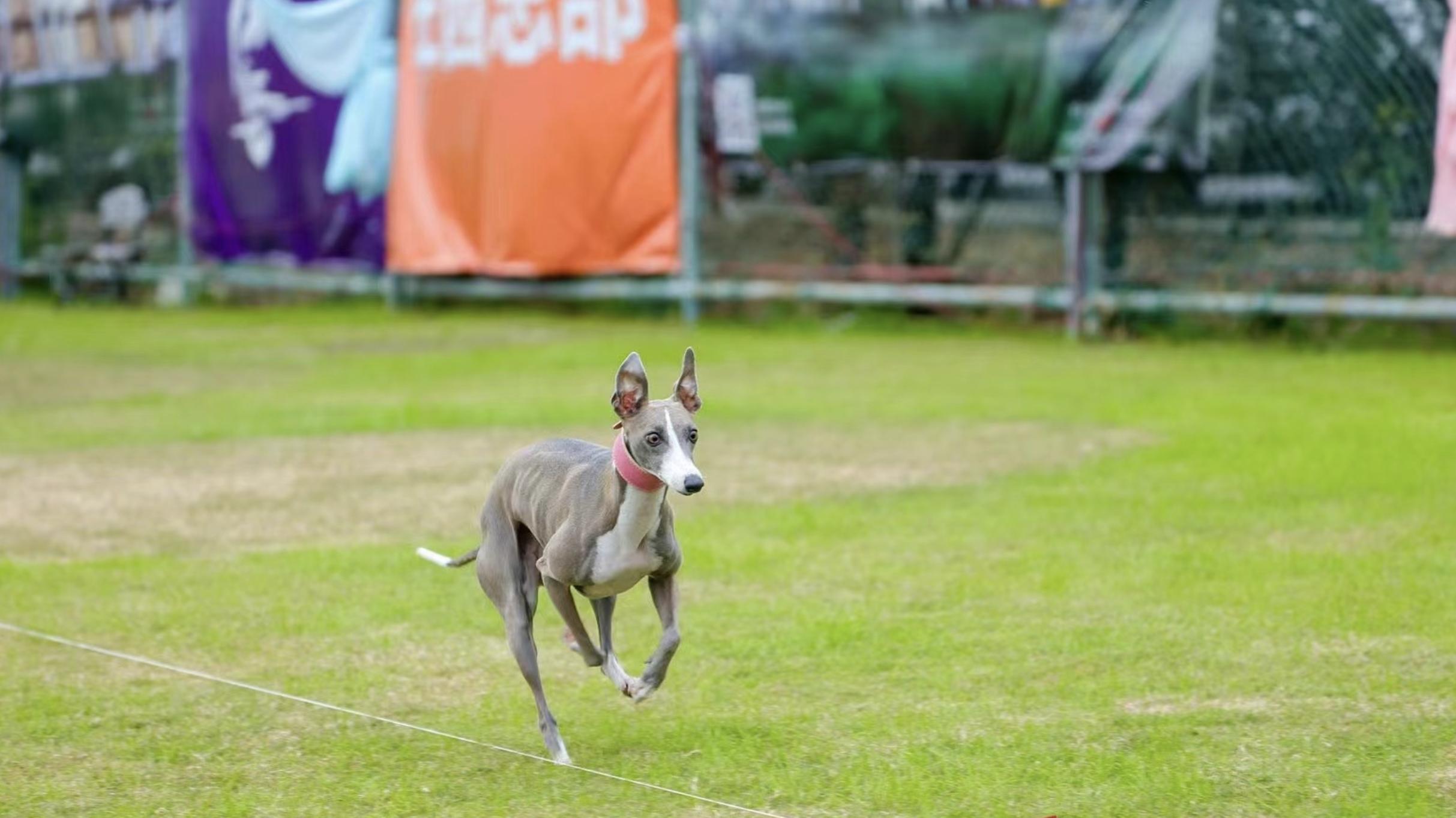 双11狗零食攻略,双11猫粮攻略