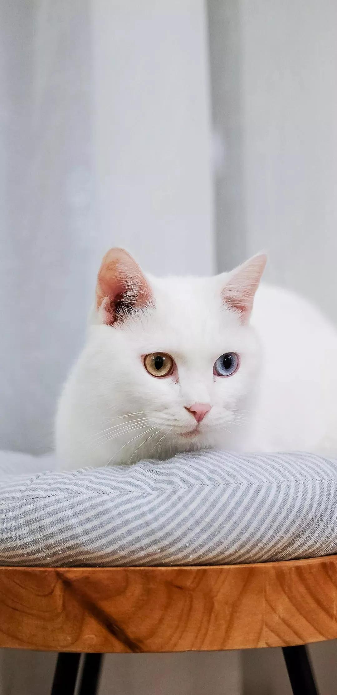 风生水起壁纸高清无水印,美女全屏无水印高清壁纸