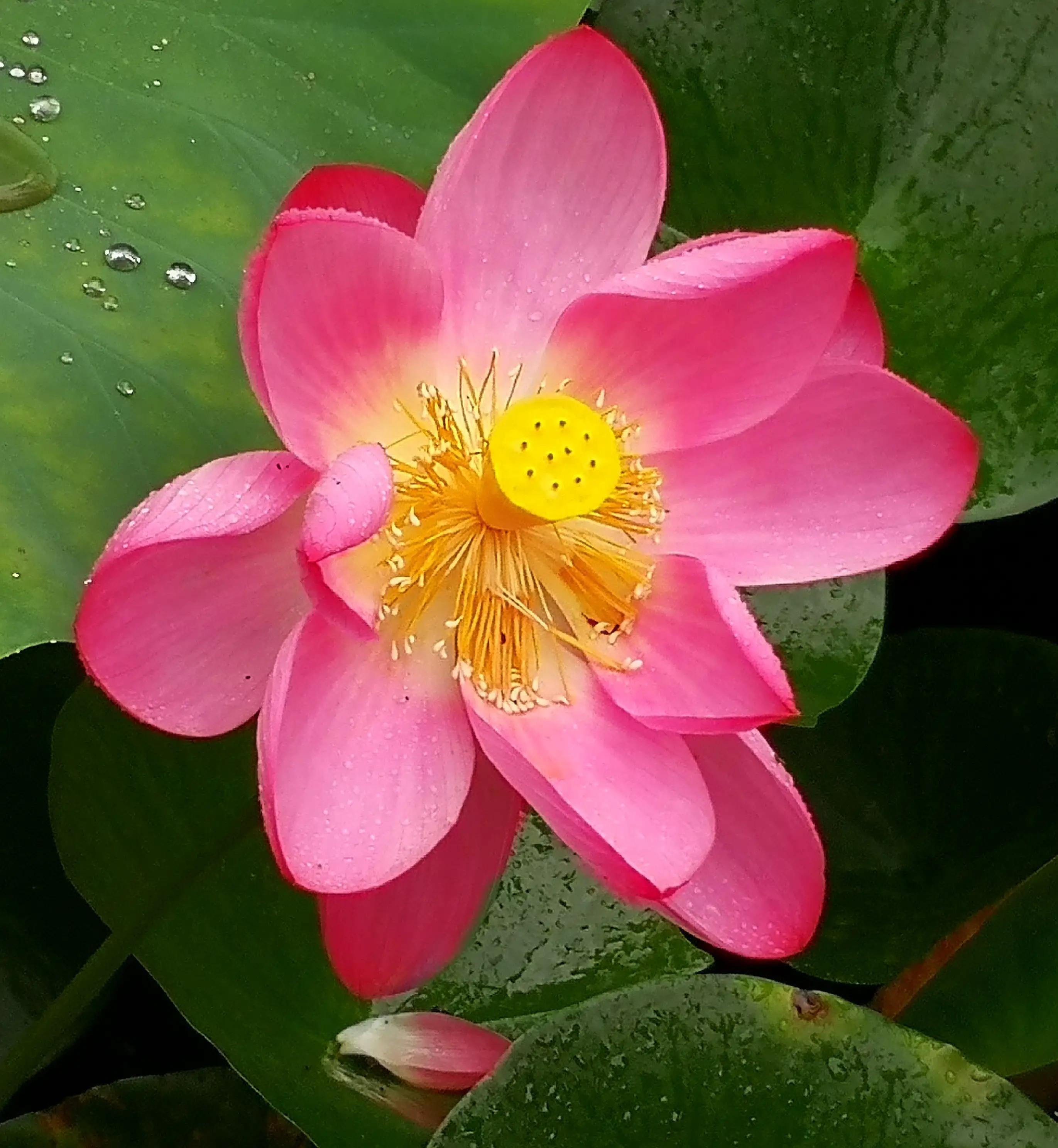 描写荷花的诗句映日荷花别样红,用荷花写荷花的诗句