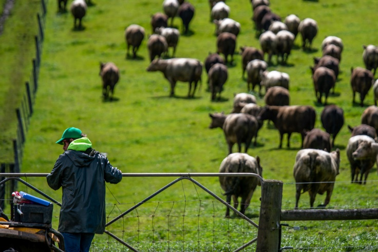 澳牛进口中国锐减，但澳洲人也快吃不起牛肉了