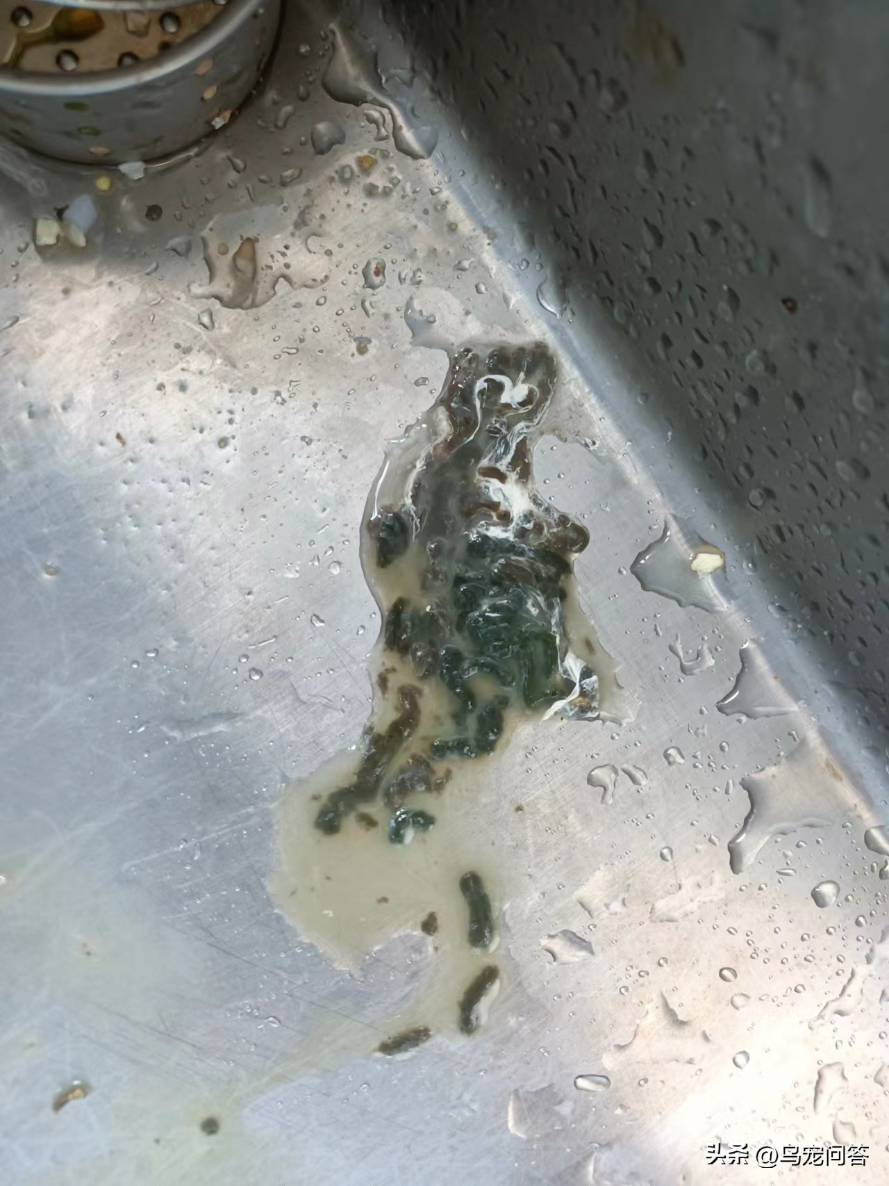 金太阳鹦鹉突然大量喝水,鹦鹉突然有呕吐动作