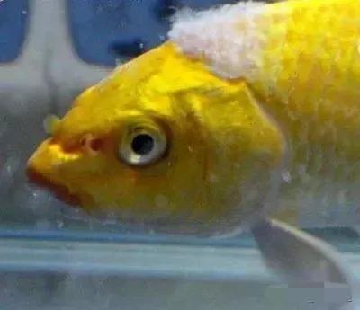 金鱼鱼病症状身体溃烂,金鱼鱼病的治疗与防治